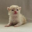 BHK blue Point u. Schäfchenkätzchen Selkirk Rex
