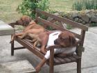 Reinrassige Rhodesian-Ridgeback Welpen suchen ein Zuhause