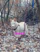 Husky Welpe aus exclusiver Verpaarung suchen ein kuscheliges Zuhause. Nur noch