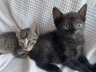 Katzen Babys