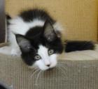 Wunderschöne Maine Coon Babys abzugeben