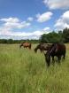 Super Paint Horse Stute / ready to show / Black