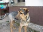 Collie Schäferhund Mix Hündin