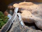 Es sind noch 2 Farbbartagamenbabys da - Pogona Vitticeps - Bartagame - Barta