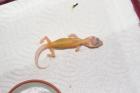 Leopardgecko NZ 2022 in verschiedenen Farbvarianten