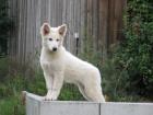 Reinrassige weiße Schäferhund Welpen abzugeben