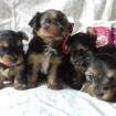Yorkshire Terrier Mini Welpen