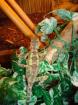 Chinesische Bergagame Bock ca. 2 Jahre alt mit Holzhochterrarium abzugeben
