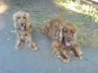2 Cocker Spaniel suchen ein neues Zuhause