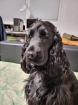 Suche Deckrüde English Cocker Spaniel
