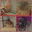 Reinrassige teddyhamsterbabys