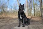 Wunderschöner Cane Corso Deckrüde Preis 450 - EUR