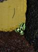 Dendrobates auratus grün 0 0 8