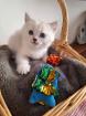 Bkh kitten mit blau augen