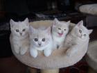 BKH Kitten mit Stammbaum