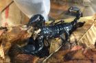 Schwarzer Thaiskorpion groß Heterometrus spinifer Skorpion