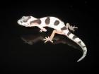 Leopardgeckos