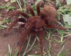 Pseudotheraphosa apophysis Goliathvogelspinnen