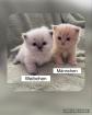 Perserkitten mit Nase