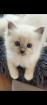 Ragdoll Kitten suchen ein zuhause