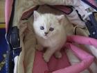 BKH Colourpoint Babys zuchen ein Zuhause