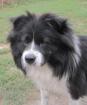 Shakira - liebe unkomplizierte Border Collie Mischlingshündin
