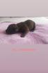 Labrador/American Bulldog Welpen