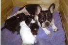 French Bulldog Französische Bulldoggen-Welpen