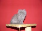 Perser-Kitten