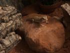 Verkaufe 2 Dünnfingergeckos Terrarium und Zubehör kann optional erworben werden