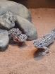 Leopardgeckos