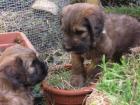Fauve Briardwelpen ideale Familienhunde haaren nicht