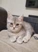 BKH Katze Black Silver Tabby Whiskas Babykatze