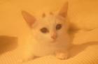 Reinrassige Türkisch Angora Katze 12 Wochen