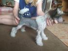 Chinesischer Schopfhund mit Papiere haarlose Hündin Holy