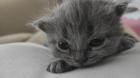 Reinrassige BKH Kitten suchen liebevolles Zuhause