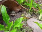 Griechische Landschildkröten NZ von 2022