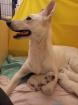 Weiße Schweizer Schäferhunde Berger Blanc Suisse Welpen