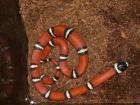 Lampropeltis Triangulum sinaloe DNZ 2022