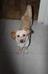 Tringend ein liebes neues zuhause gesucht