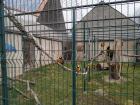 Gelbbrustara Ara 1 1 männlich weiblich