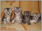 BKH Kitten