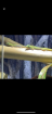 Phelsuma Laticauda Goldstaub-Taggecko
