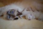 Heilige Birma Kitten mit Stammbaum aus Vereinsregistrierter Hobbyzucht