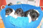 Sheltie Baby s -zobel-weiß und Tricolor