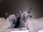 Reinrassige Don Sphynx Katzenbaby mit Stammbaum
