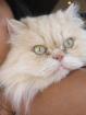 Perser Momi sucht ein Zuhause