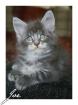 Wir haben typvolle verschmuste Maine Coon Babys