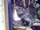 Biete 1 0 Nashornleguan NZ 04 cyclura cornuta