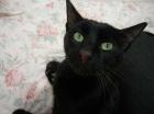 Kater Rudolph-nach Unfall sich selbst überlassen